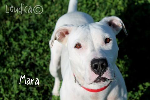 Mara